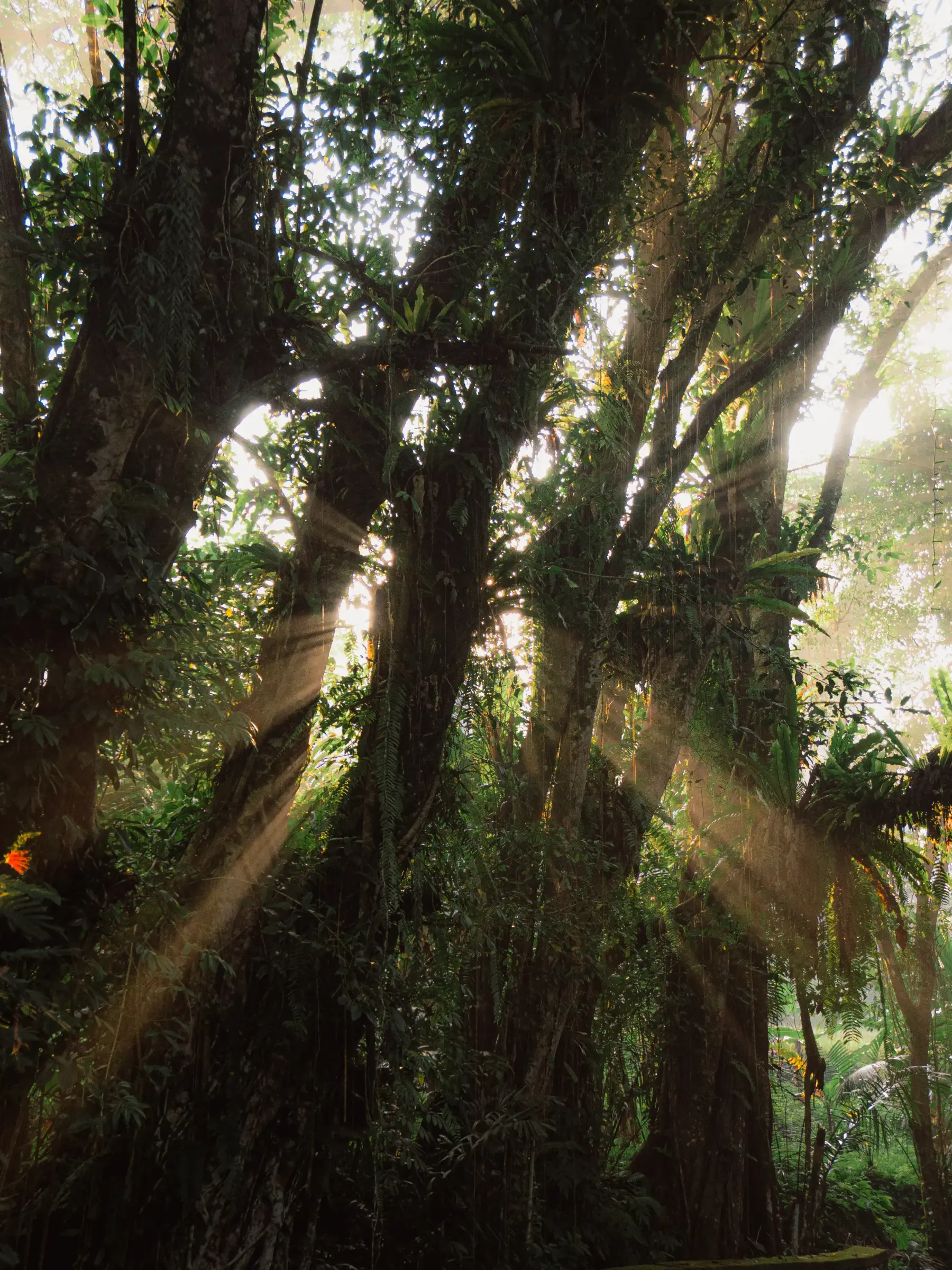 Indonesia, portrait crossed at a market
