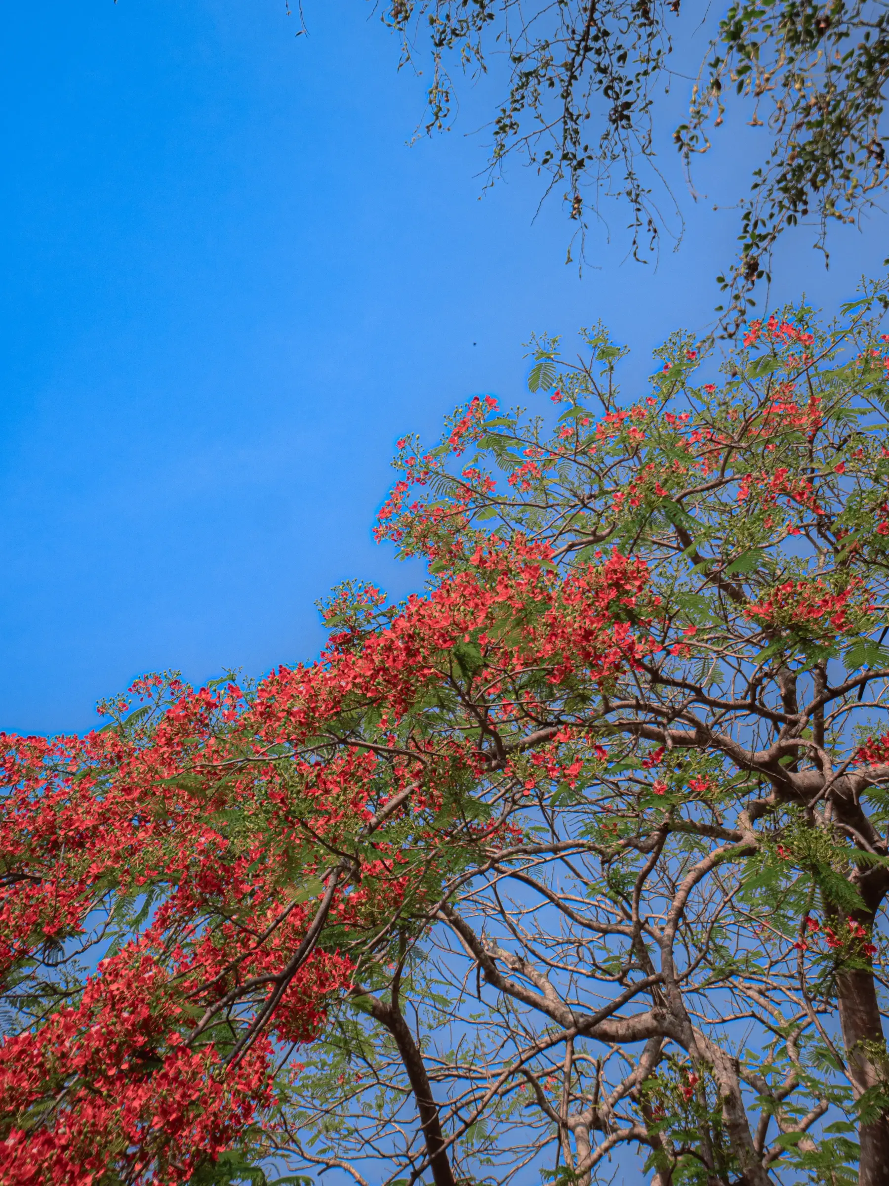 Indonesia, dense jungle at dawn